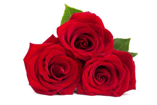 Three red roses isolated on white background, romantic gift for Valentine day