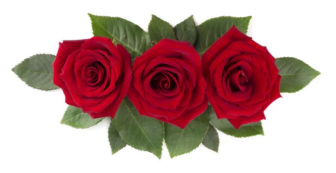 Red rose flowers and leaves arrangement isolated on white background, top view, design element for Valentines day