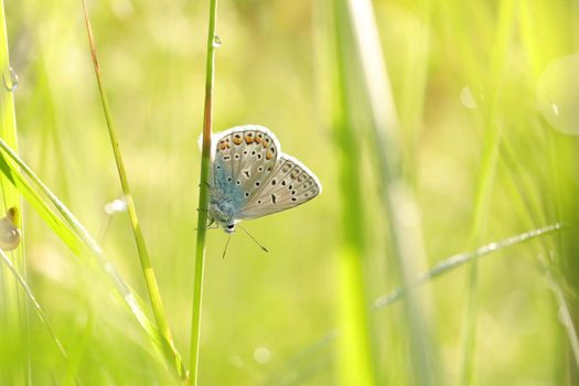 Butterfly (Common blue) on a spring morning.