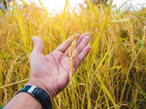 Closeup of golden yellow paddy in hand ready for harvest.