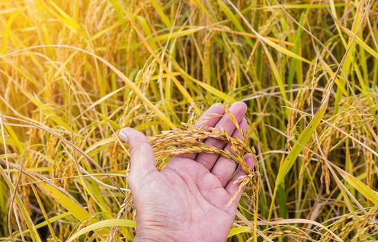 Closeup of golden yellow paddy in hand ready for harvest.