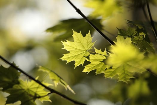 Spring maple leaf in the forest.