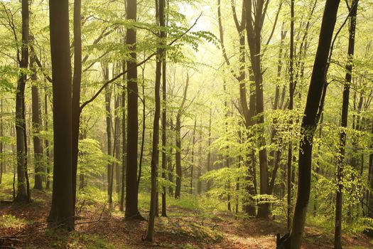 Majestic beech forest in a nature reserve in the spring morning.