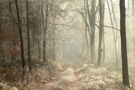 Forest trail among the plants covered with frost
