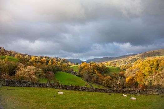 Autumn mountain landscape during sunny day with green grass and sheep. UK Lake District, autumn rays