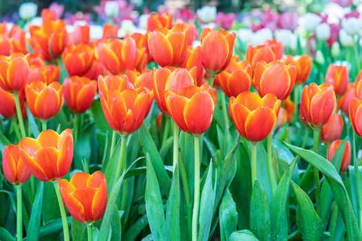 Close up red tulips blooming in the flower garden