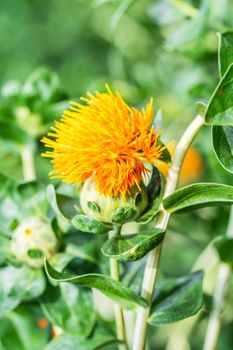 Safflower (Carthamus tinctorius,False saffron) has begun to bloom and buds of Safflowers plant