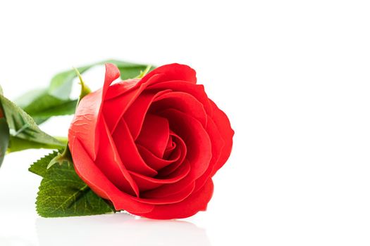 Single Red plastic fake roses on white background for Valentine's Day