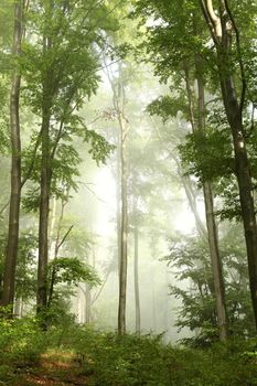 Picturesque spring beech forest in the fog, Poland.