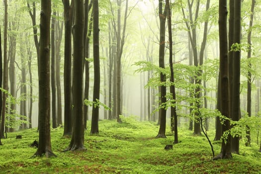 Spring deciduous forest with outgoing fog in the distance.