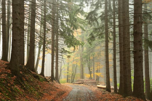 Path through coniferous forest on a foggy autumn day.