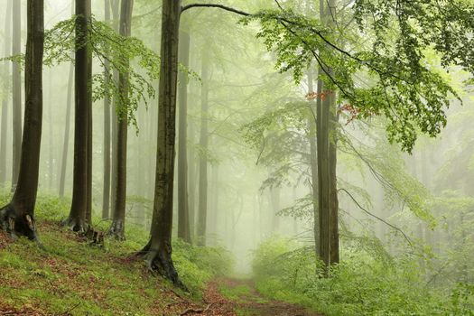 Spring deciduous forest with outgoing fog in the distance.