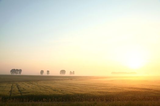 Sunrise over a field of grain in foggy weather.