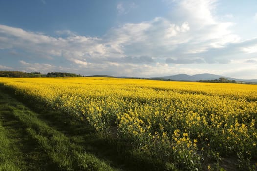 Blooming rape field at dusk.