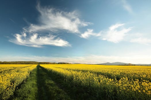 Blooming rape field at dusk.