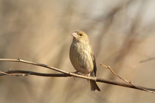 Greenfinch (Carduelis chloris) on a twig.