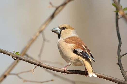 Hawfinch (Coccothraustes coccothrautes) on a twig.