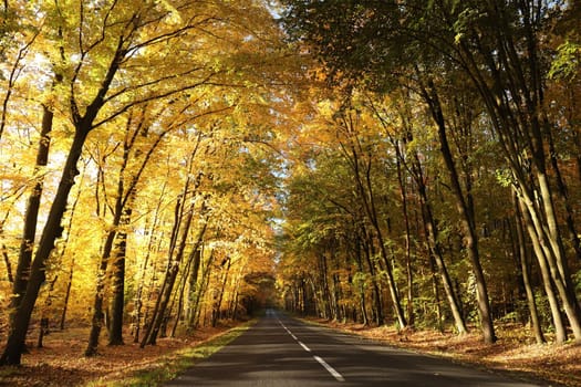 Country road among oaks on a sunny autumn morning.