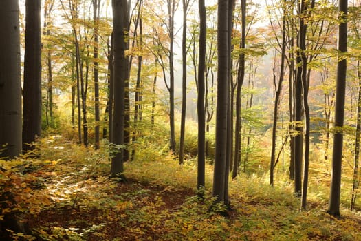 Autumn beech forest on the mountain slope during sunset.