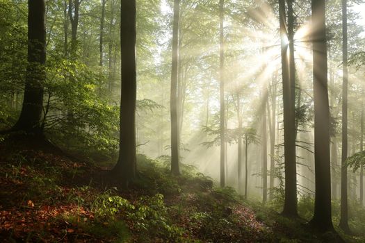 Beech trees in spring forest on a mountain slope after rainfall.