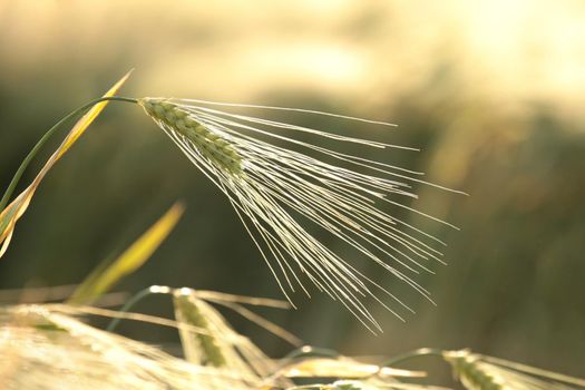 Ear of wheat in the field at dusk.