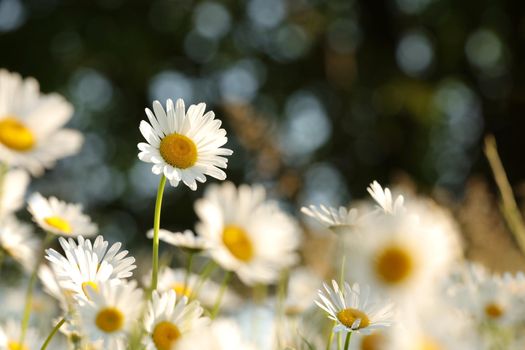 Daisies on a spring meadow at dawn