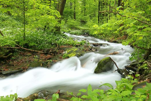 Forest stream flowing down from the mountains.