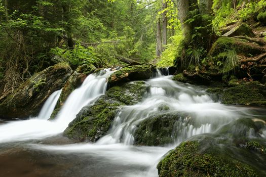 Forest stream flowing down from the mountains.