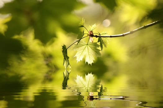 Spring maple leaves in the forest.