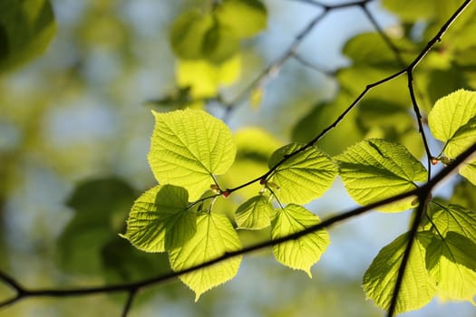 Spring linden leaves in the forest.