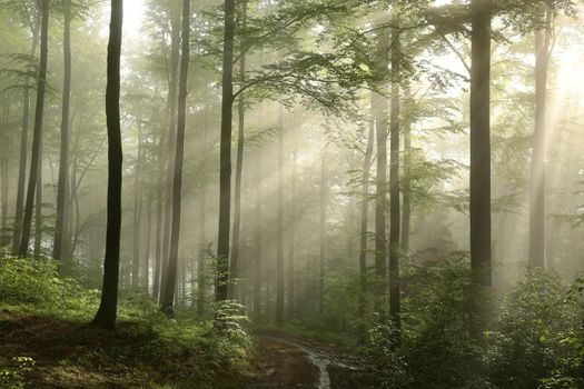 Beech trees in spring forest on a mountain slope after rainfall.