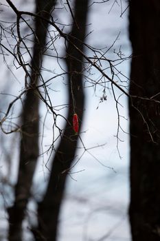 Red bobber hanging from a tree limb during a cool snap