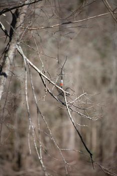 Red and white fishing bobber hung in fall foliage