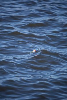 White and red fishing bobber floating at the top of a lake