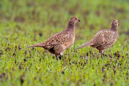 two adult female pheasant foraging on a grass meadow in autumn
