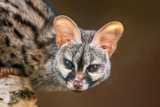 a young european spotted genet (Genetta genetta) in Zoo Koethen Saxony Anhalt Germany