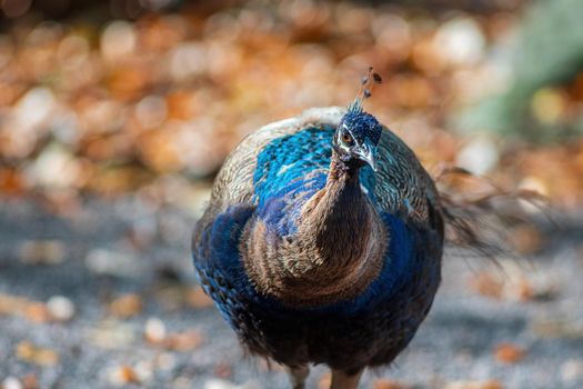 a colorful male blue peacock (Pavo cristatus) in Zoo Koethen Saxony Anhalt Germany