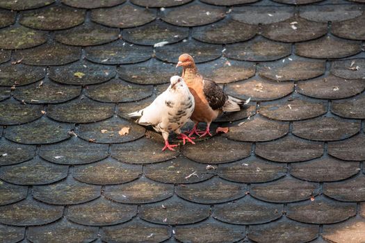 a couple of pigeons whispers sweet on a roof in zoo Koethen, Saxony Anhalt, Germany