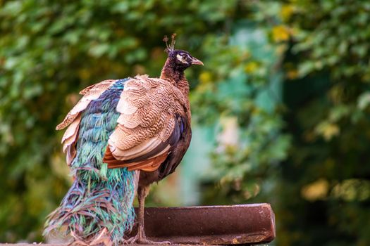 a colorful male blue peacock (Pavo cristatus) in Zoo Koethen Saxony Anhalt Germany