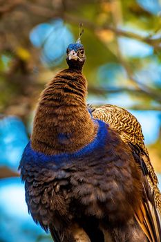 a colorful male blue peacock (Pavo cristatus) in Zoo Koethen Saxony Anhalt Germany