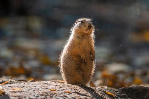 black tailed prairie dog (Cynomys ludovicianus) sits in front of his building in zoo koethen, saxony anhalt, germany