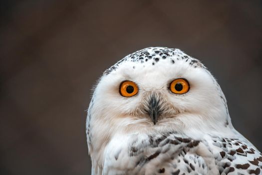 great white arctic owl (Bubo scandiacus) in zoo koethen, saxony anhalt, germany