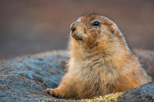 black tailed prairie dog (Cynomys ludovicianus) sits in front of his building in zoo koethen, saxony anhalt, germany