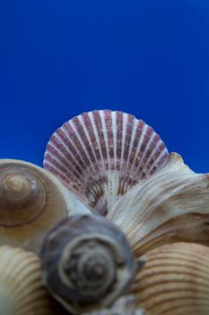 Seashells, including scallop, cockle, moon, whelk, and button shells against a blue background 