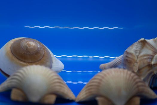 Moon, cockle, and whelk seashells against a blue background