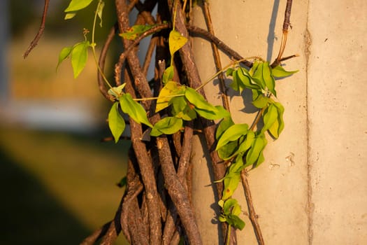Vines growing down a concrete column, covered in a nice, warm afternoon glow