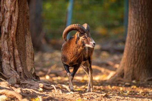 a young male Mouflon (Ovis gmelini musimon) in zoo koethen, saxony anhalt, germany