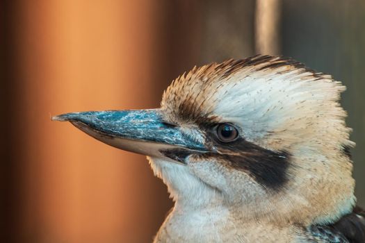 a portrait of a laughing kookaburra bird (Dacelo novaeguineae) in zoo koethen, saxony anhalt, germany
