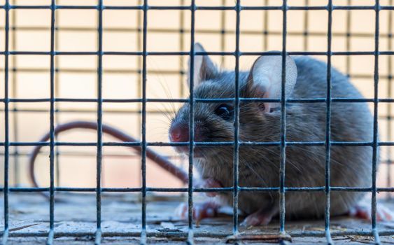 a small house mouse has caught itself in a living trap while searching for food