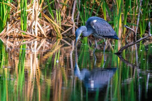 a great gray heron fishing in a small duck pond